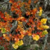 Nothofagus Cunninghamii - Myrtle Beech