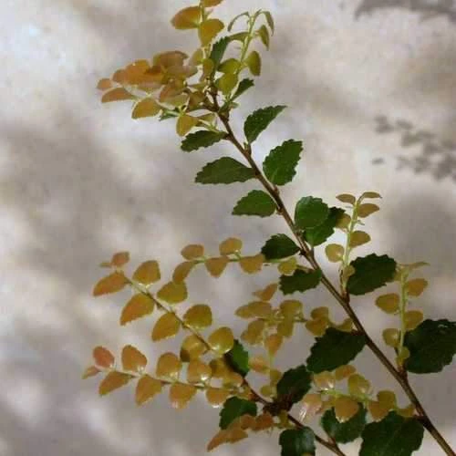 Nothofagus Cunninghamii - Myrtle Beech - Image 2