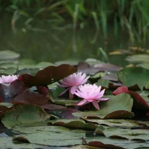 Nymphaea Firecrest - Image 2