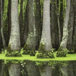 Nyssa Aquatica - Water Tupelo