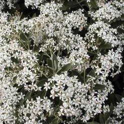 Olearia X Oleifolia Waikariensis