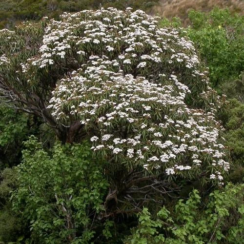 Olearia Lacunosa - Image 2