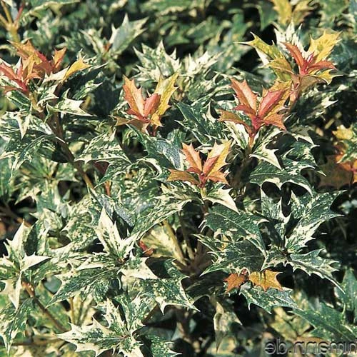 Osmanthus Heterophyllus Goshiki - Image 2