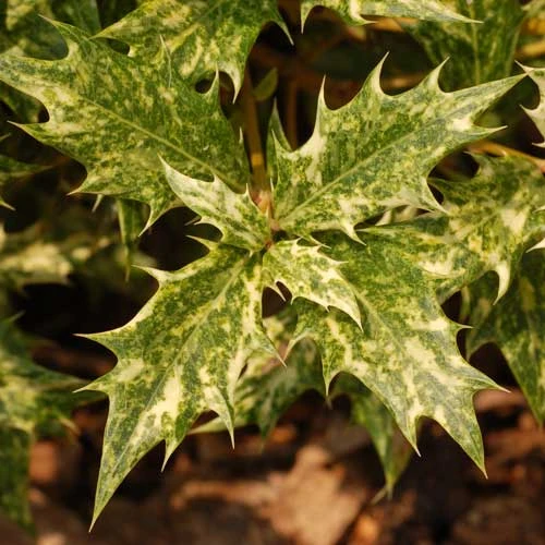 Osmanthus Heterophyllus Goshiki - Image 5