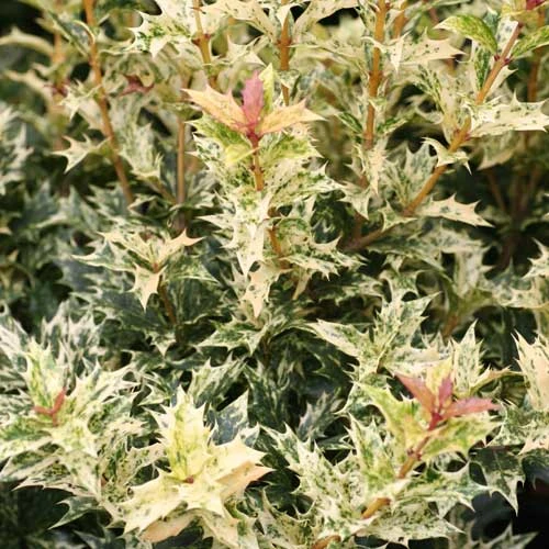 Osmanthus Heterophyllus Goshiki - Image 6