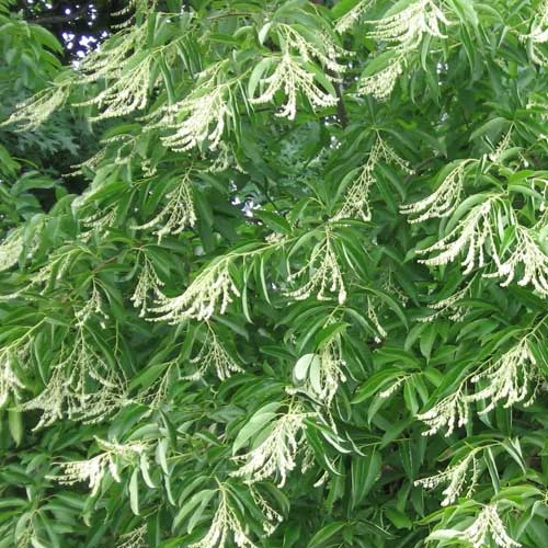 Oxydendrum Arboreum - Image 2