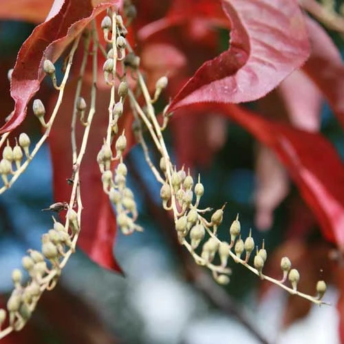 Oxydendrum Arboreum - Image 3