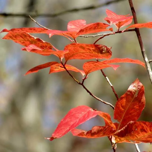 Oxydendrum Arboreum - Image 6