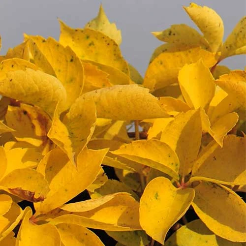 Parthenocissus Quinquefolia Yellow Wall - Image 3