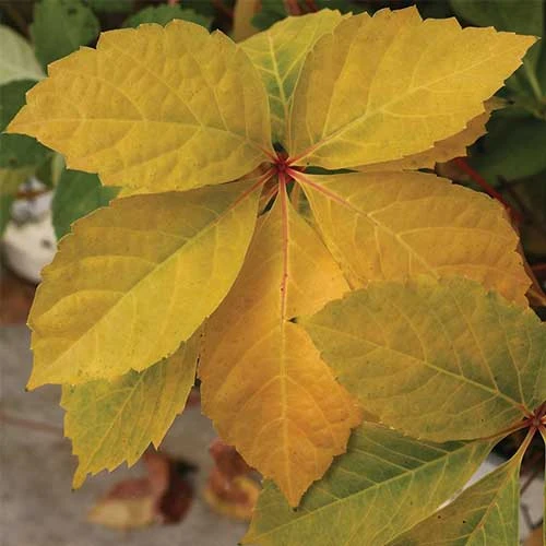 Parthenocissus Quinquefolia Yellow Wall - Image 4