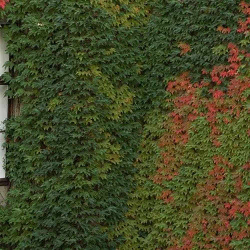 Parthenocissus Tricuspidata Veitchii - Boston Ivy - Image 2