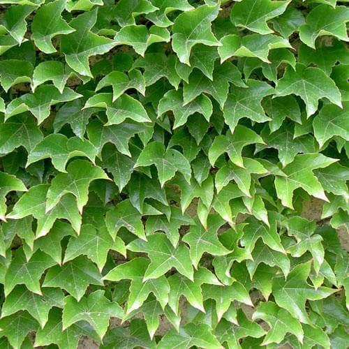 Parthenocissus Tricuspidata Veitchii - Boston Ivy - Image 3