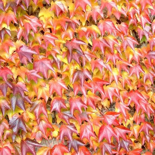 Parthenocissus Tricuspidata Veitchii - Boston Ivy - Image 5