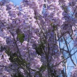 Paulownia Elongata