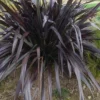 Phormium Platt’s Black