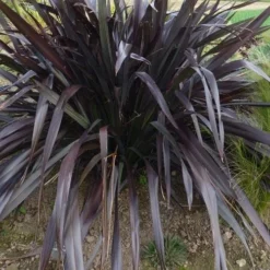 Phormium Platt’s Black