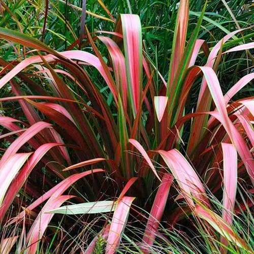 Phormium Jester - Image 2