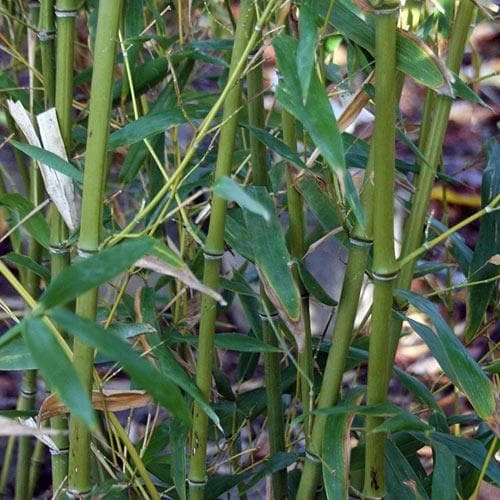 Phyllostachys Bissetii - Image 2