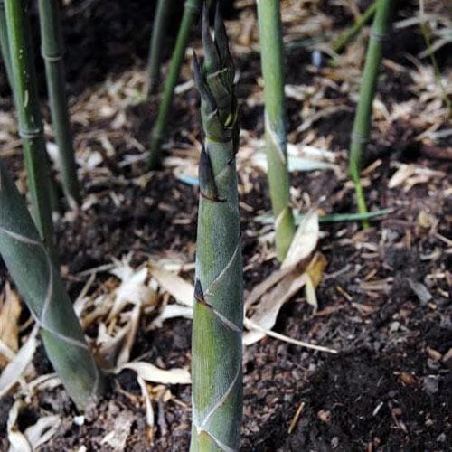 Phyllostachys Bissetii - Image 3