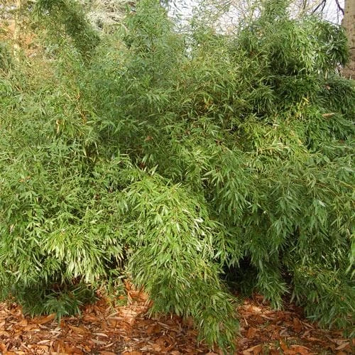Phyllostachys Bissetii - Image 4