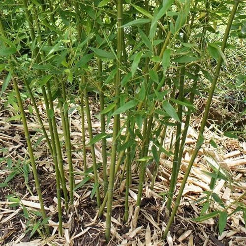 Phyllostachys Bissetii - Image 5
