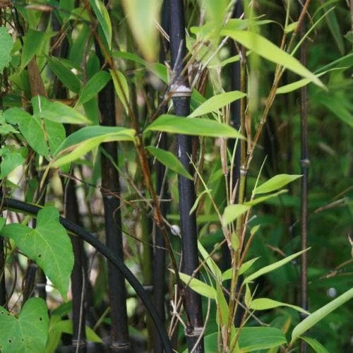Phyllostachys Nigra Punctata - Image 2