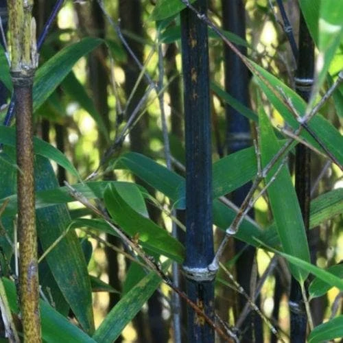 Phyllostachys Nigra Punctata - Image 4