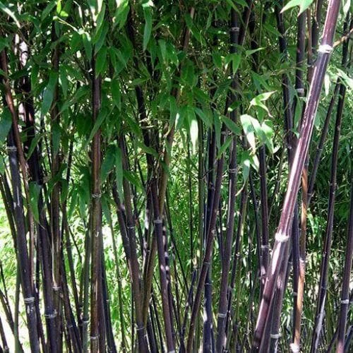 Phyllostachys Nigra Punctata - Image 5