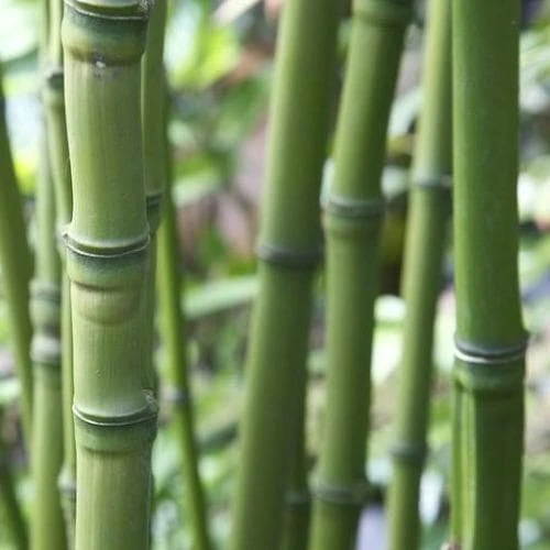 Phyllostachys Aurea - Image 2