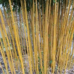 Phyllostachys Aureosulcata Aureocaulis