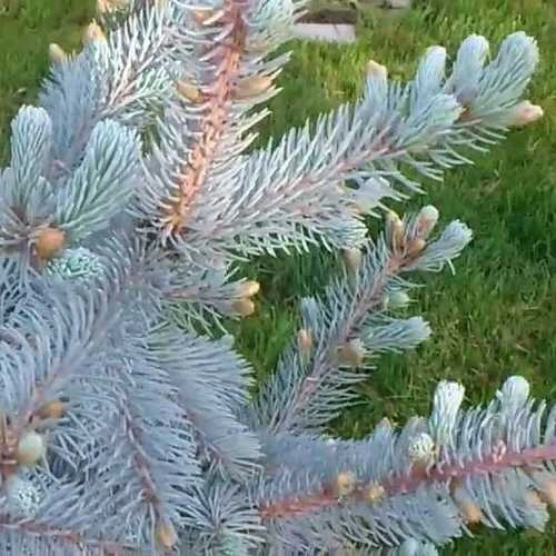 Picea Pungens Hoopsii - Image 2