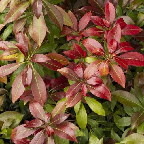 Pieris Japonica Katsura - Image 3