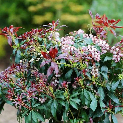 Pieris Japonica Katsura - Image 6