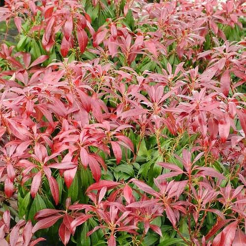 Pieris Japonica Katsura - Image 2