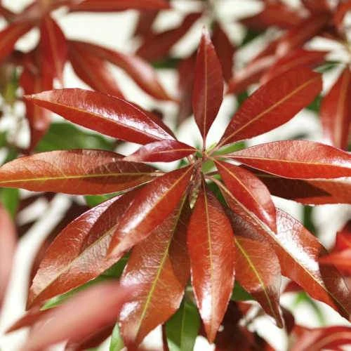 Pieris Japonica Katsura - Image 5