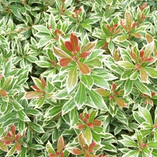 Pieris Japonica Little Heath - Image 2