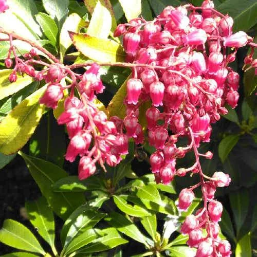 Pieris Japonica Passion - Image 2