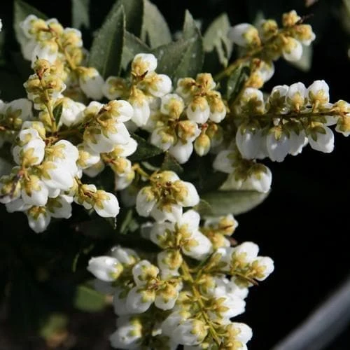 Pieris Japonica Sarabande - Image 2