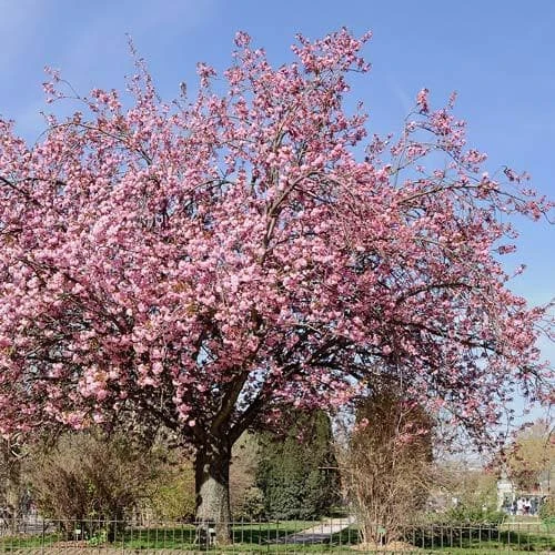 Prunus Serrulata Kanzan - Image 2