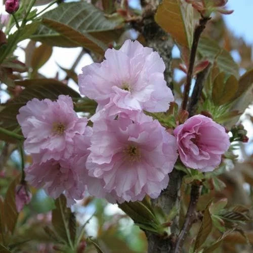 Prunus Serrulata Kanzan - Image 3