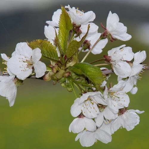Prunus X Incisa Woodfield Cluster - Image 2