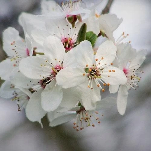 Prunus X Incisa Woodfield Cluster - Image 3