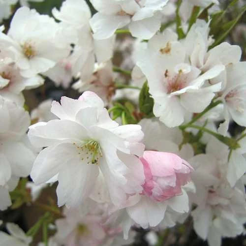 Prunus Amanogawa - Flagpole Cherry - Image 2