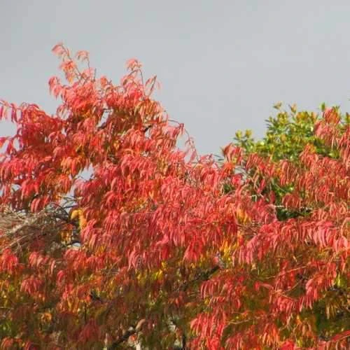 Prunus X Subhirtella Autumnalis Rosea - Image 2