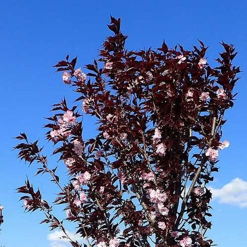 Prunus Royal Burgundy - Image 3