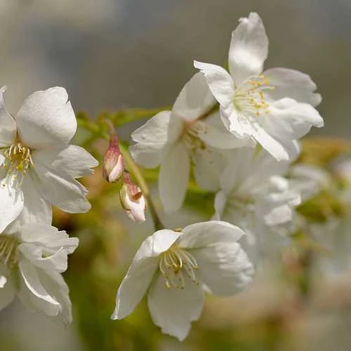 Prunus Serrulata Tai Haku - Great White Cherry - Image 3