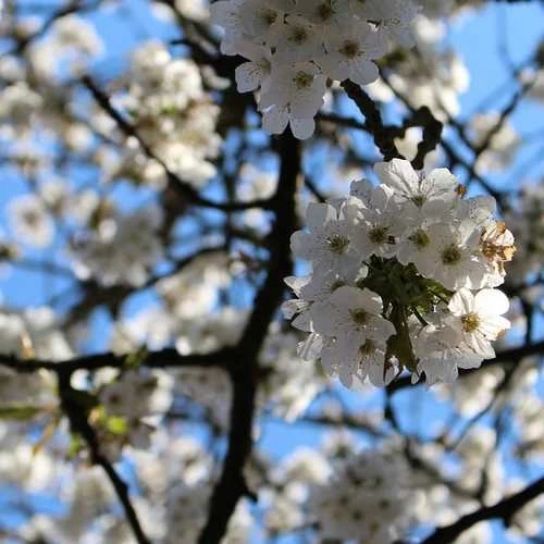 Prunus Serrulata Tai Haku - Great White Cherry - Image 2