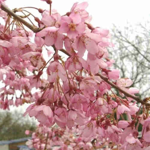 Prunus Pendula Pendula Rubra - Image 2
