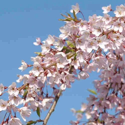 Prunus Pendula Pendula Rubra - Image 3
