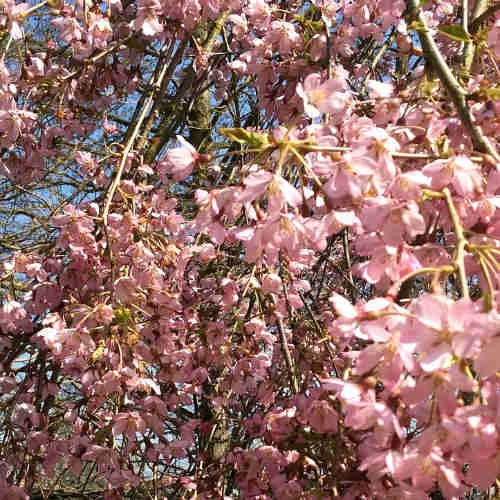 Prunus Pendula Pendula Rubra - Image 4